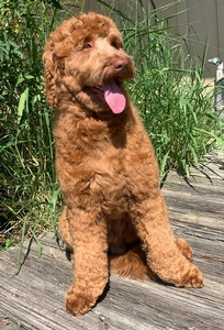 Southerndoodlins Brady